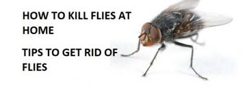 how to get rid of flies